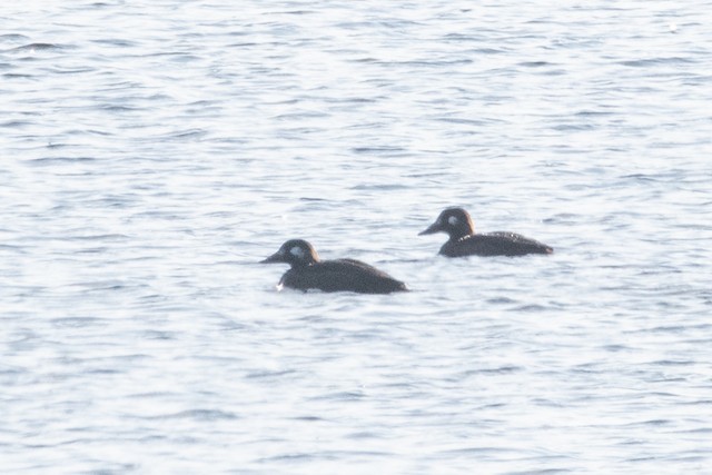 White-winged Scoter