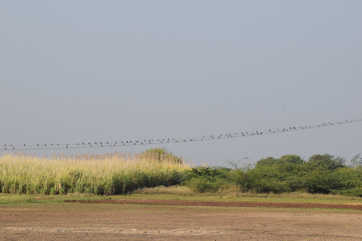 Wire-tailed Swallow - Praveen Baddi