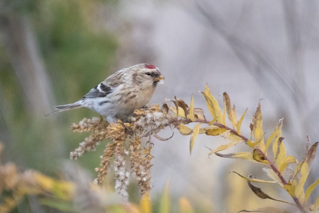 Redpoll