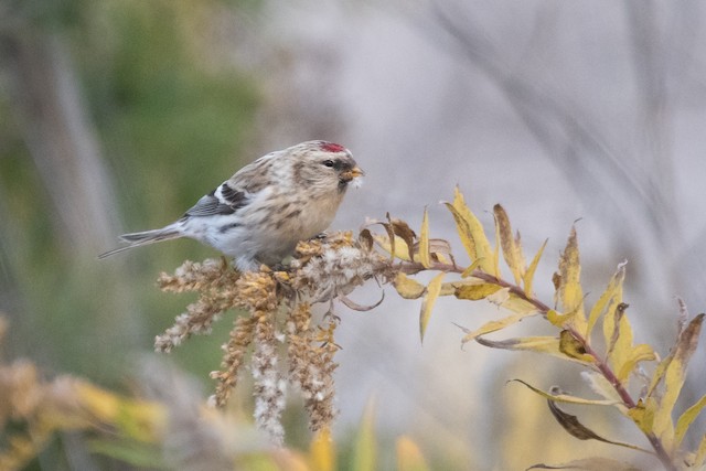 Hoary Redpoll