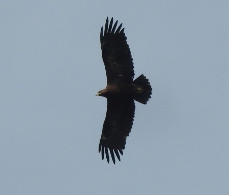 Greater Spotted Eagle - ML279406941