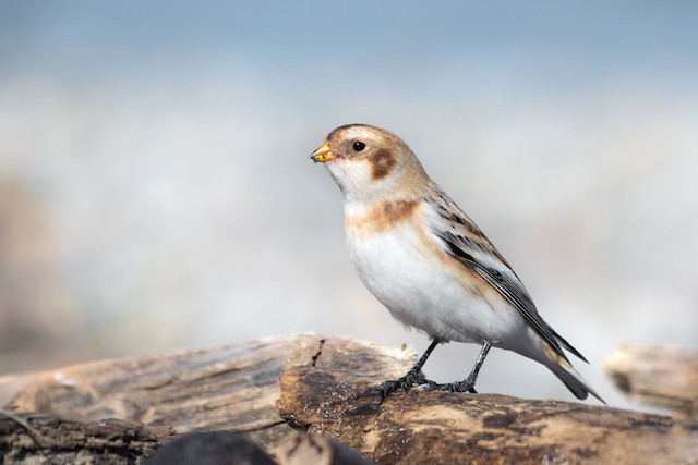 Snow Bunting