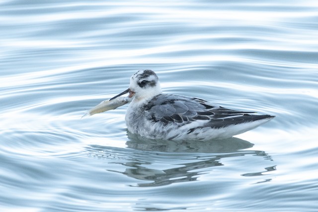 Red Phalarope