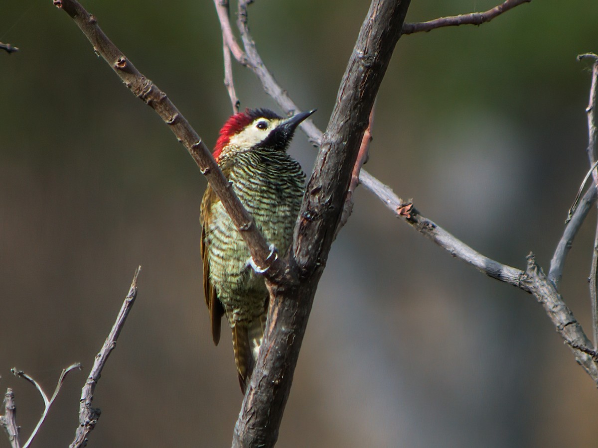 Golden-olive Woodpecker - Nick Athanas