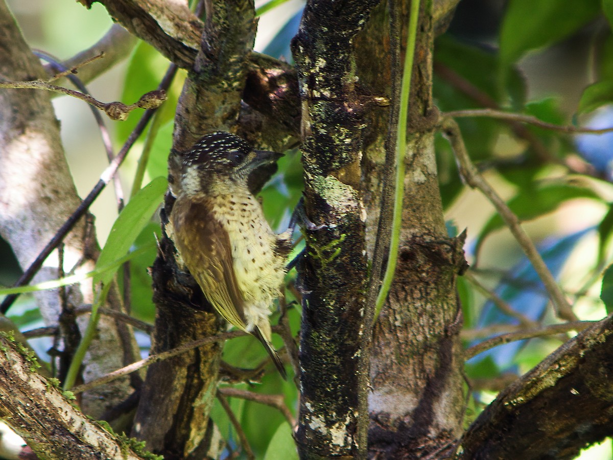 Scaled Piculet (Black-dotted) - Nick Athanas