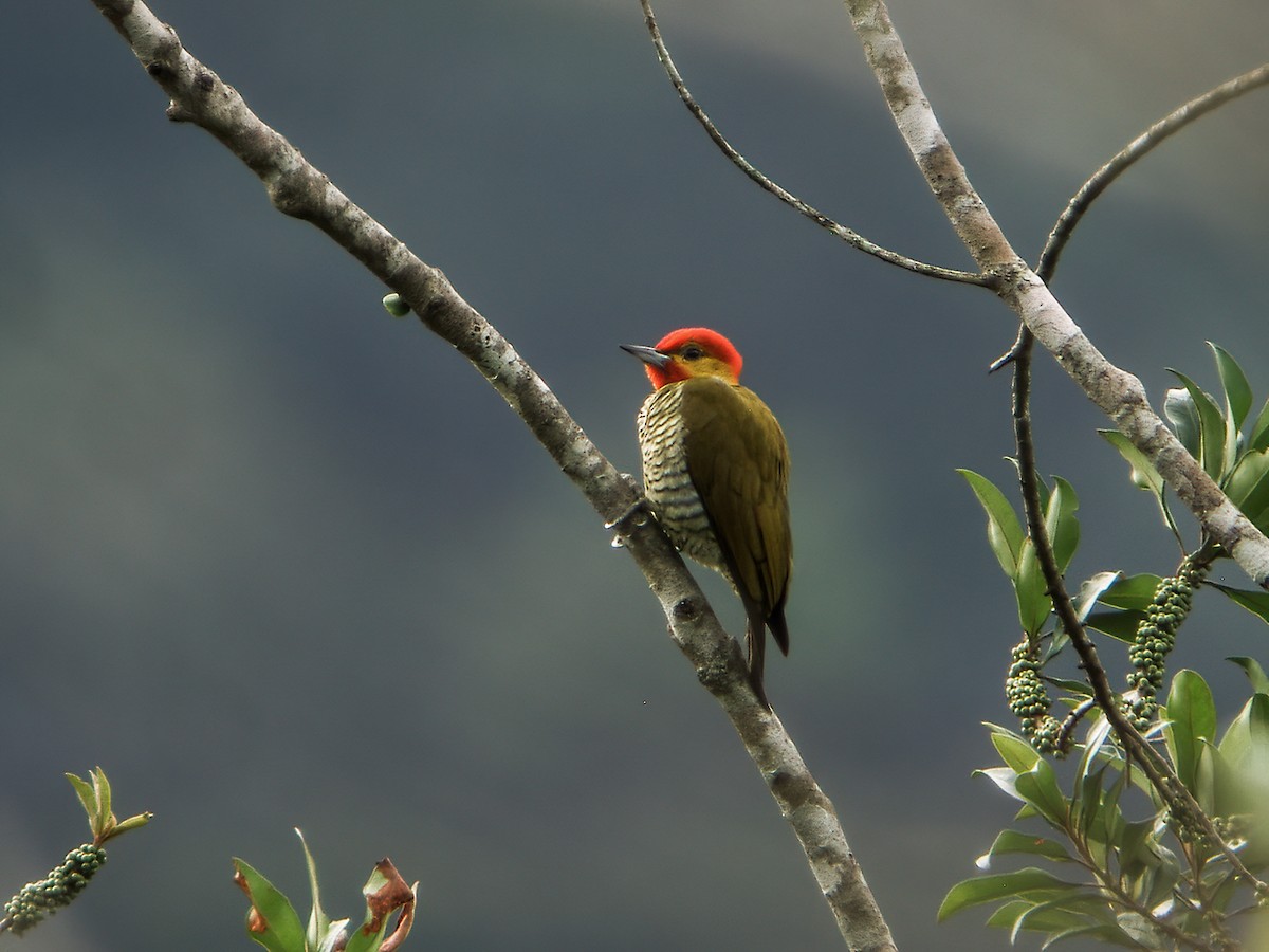 Yellow-throated Woodpecker - Nick Athanas
