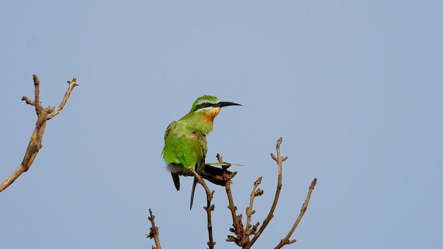 Blue-cheeked Bee-eater - ML279411121
