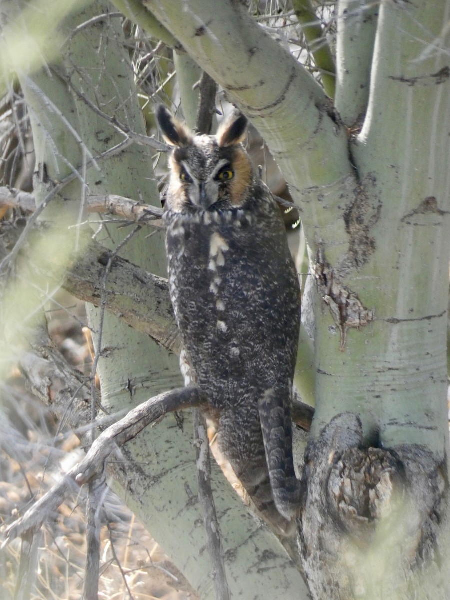 Long-eared Owl - Nell Smith