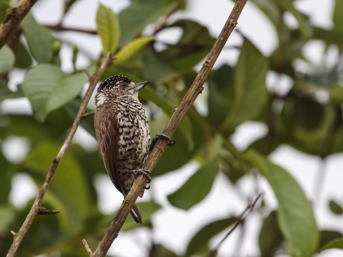 White-wedged Piculet - Nick Athanas