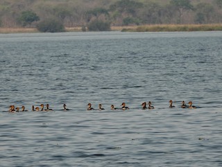 Fulvous Whistling-Duck, ML279412841
