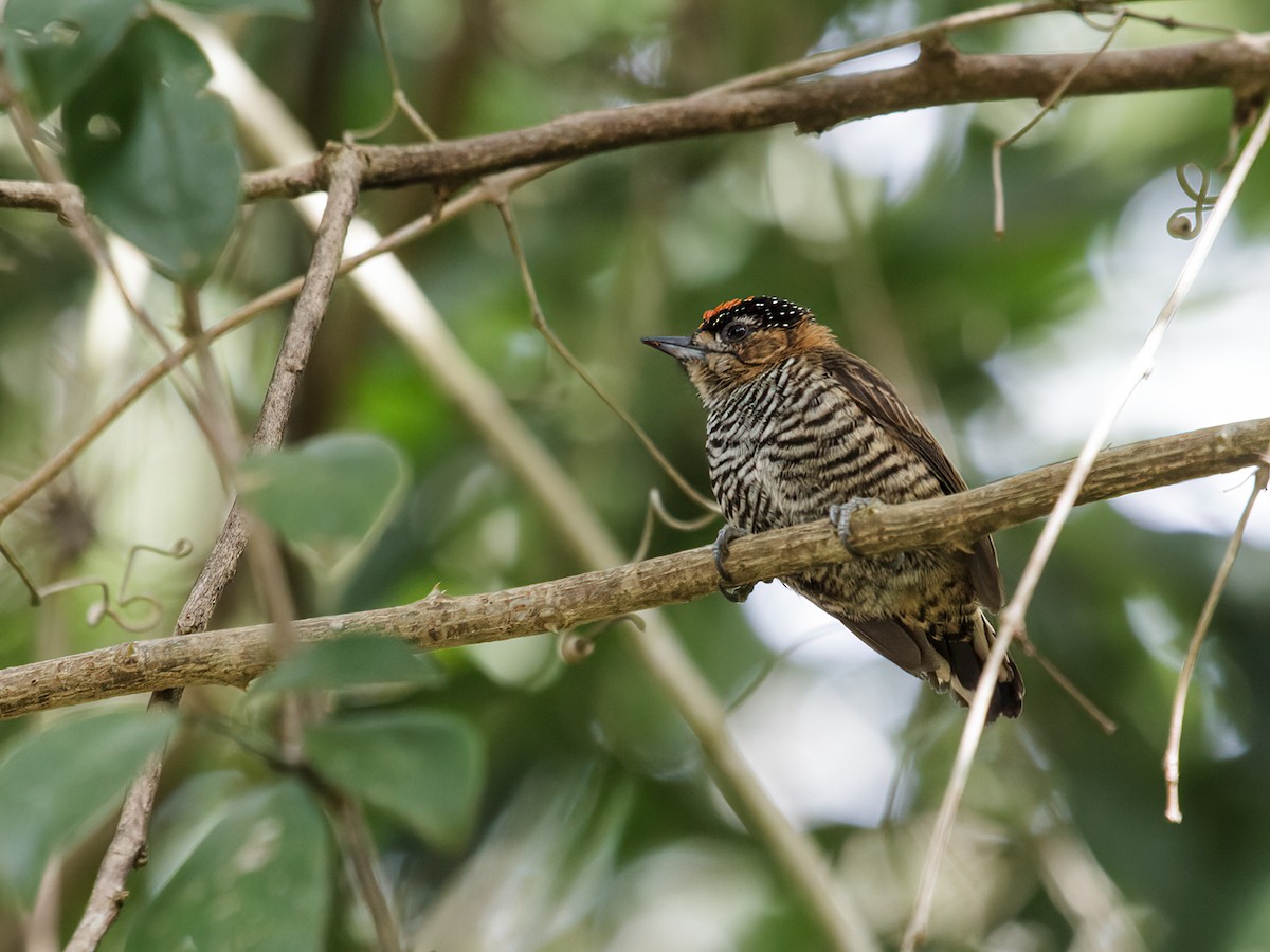 Ochre-collared Piculet - ML279416311