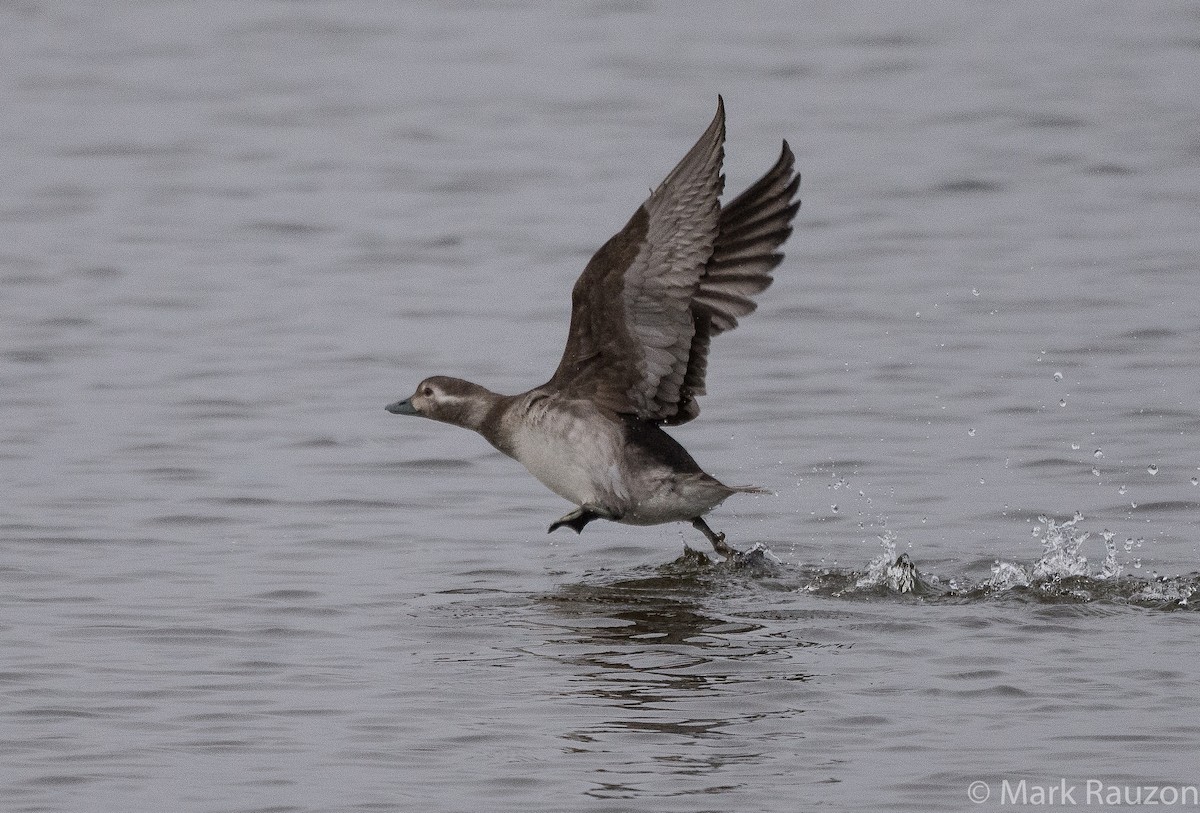 Long-tailed Duck - Mark Rauzon