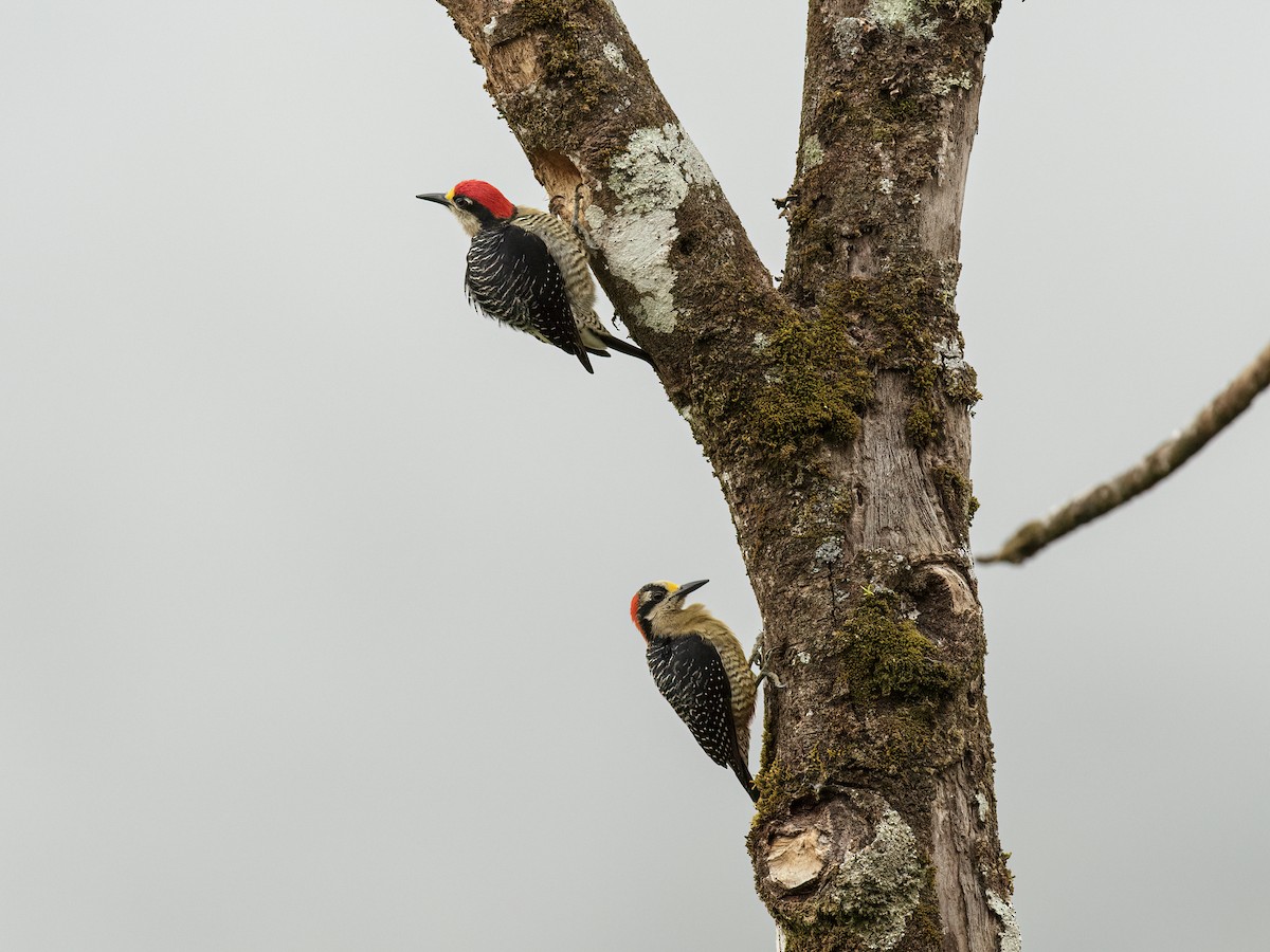 Black-cheeked Woodpecker - ML279417931