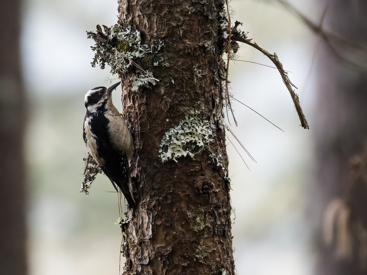 Hairy Woodpecker (South Mexican) - Nick Athanas
