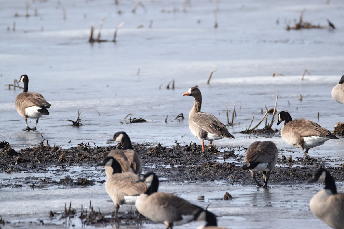 Greater White-fronted Goose - ML279426921