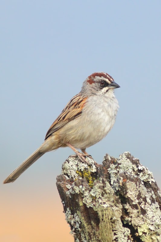 Yungas Sparrow - Freddy Burgos Gallardo