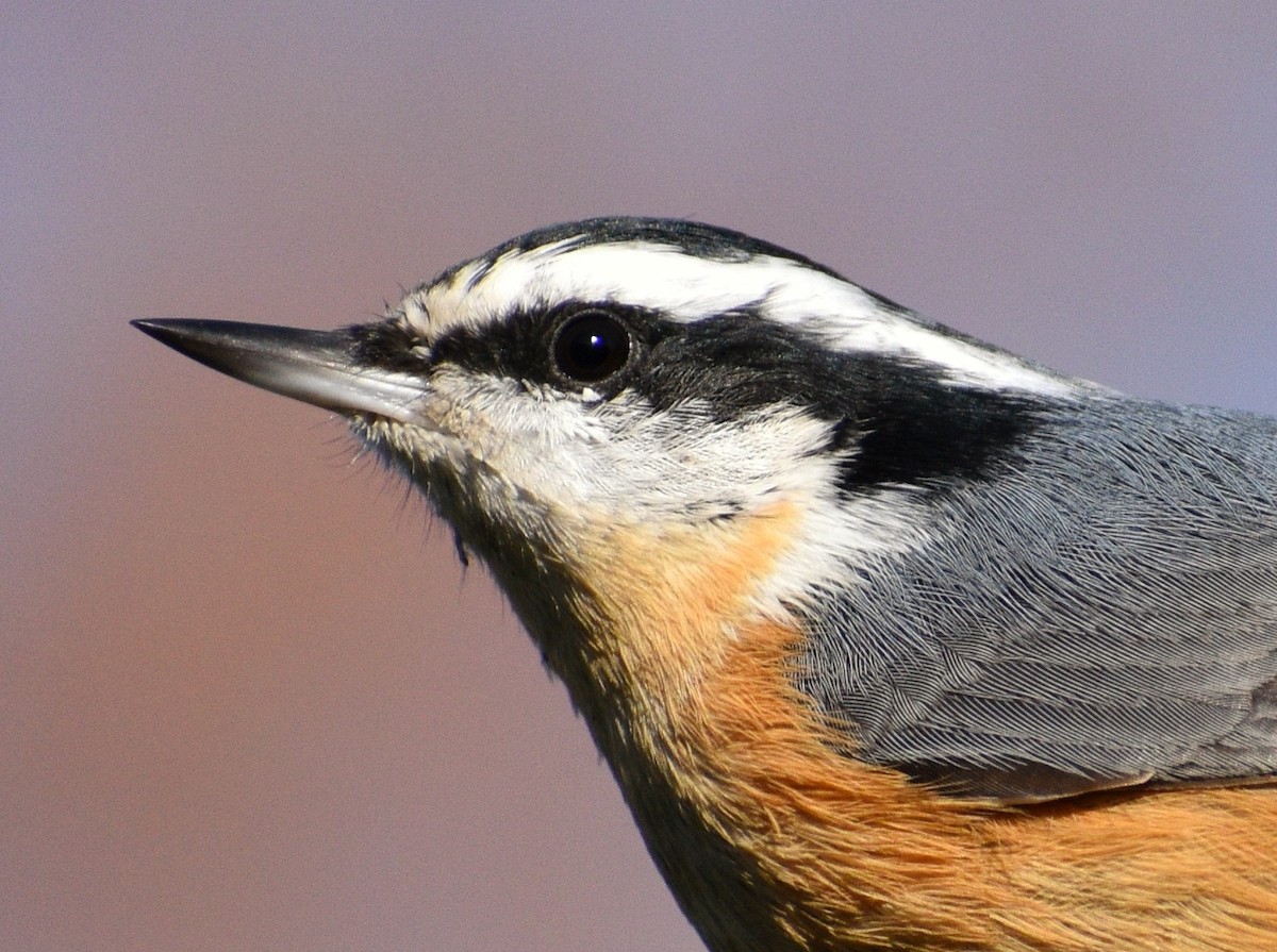 Red-breasted Nuthatch - ML279442411