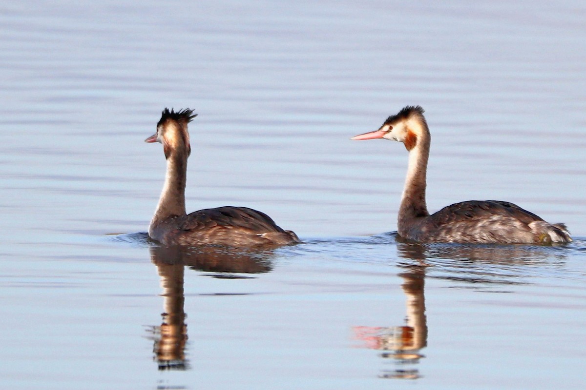Great Crested Grebe - ML279445111