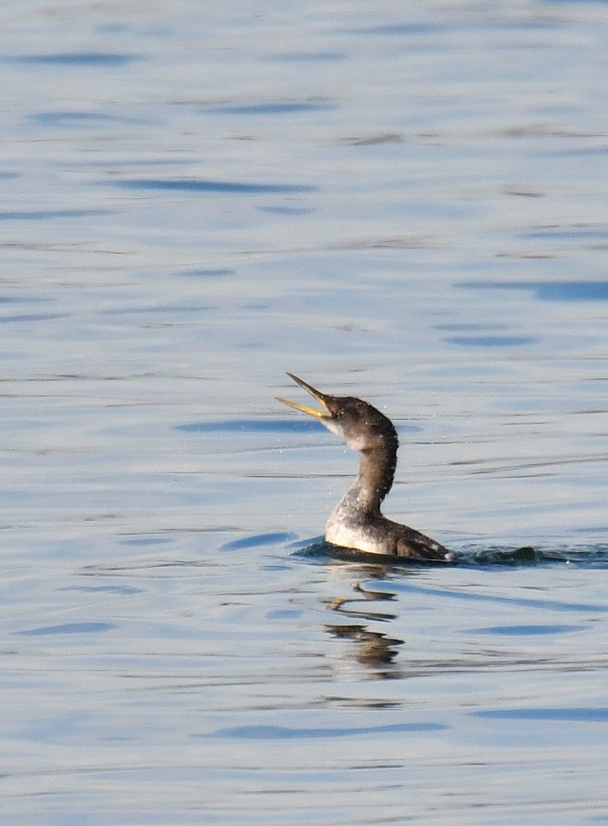 Red-necked Grebe - ML279452501