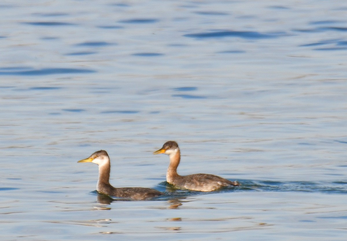 Red-necked Grebe - ML279452511