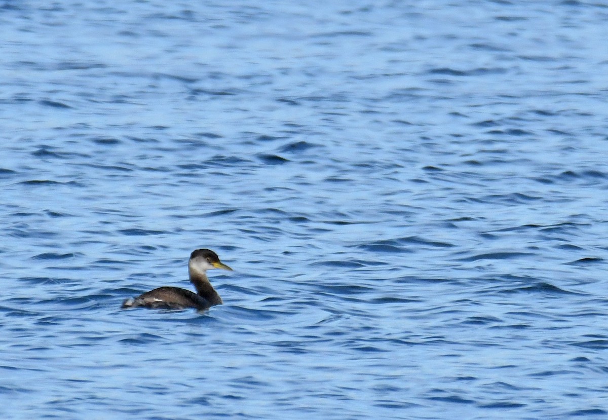 Red-necked Grebe - ML279452521
