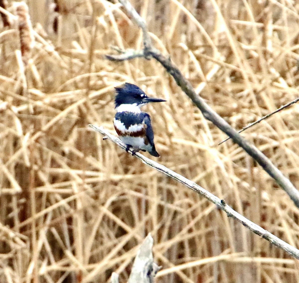 Belted Kingfisher - ML279456551