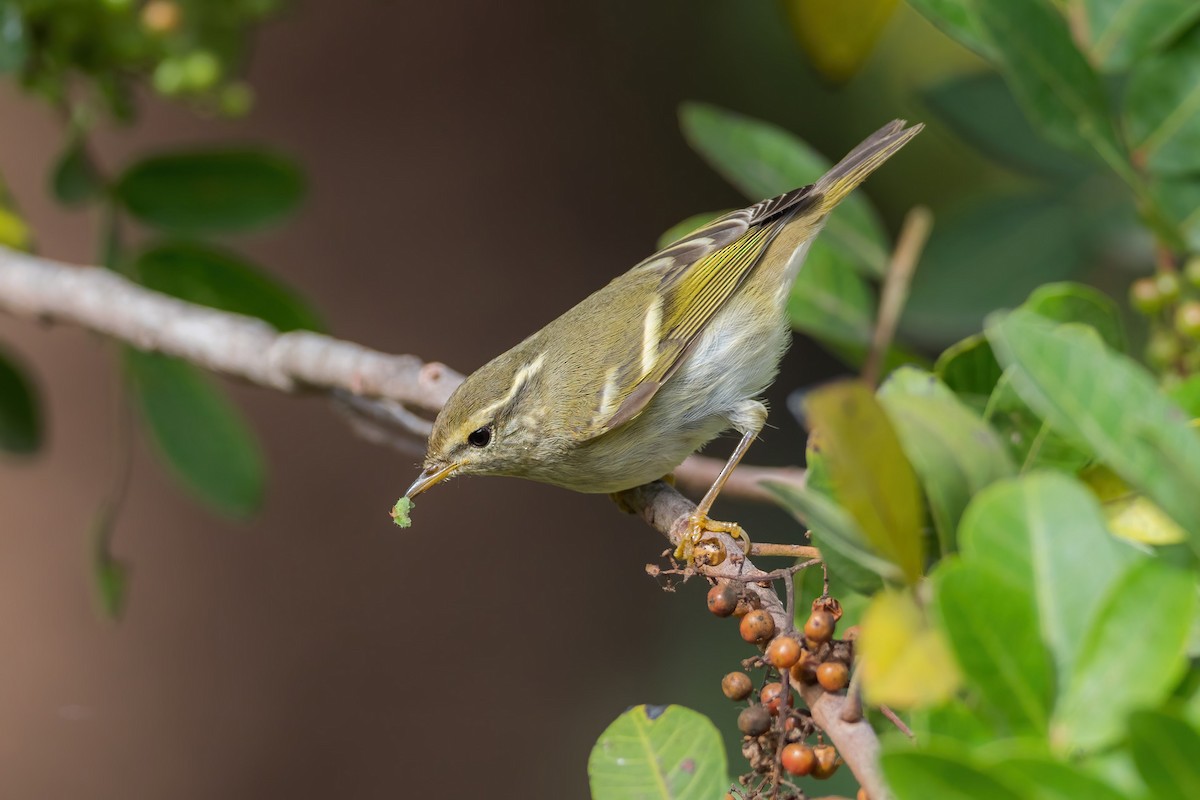Yellow-browed Warbler - ML279459901