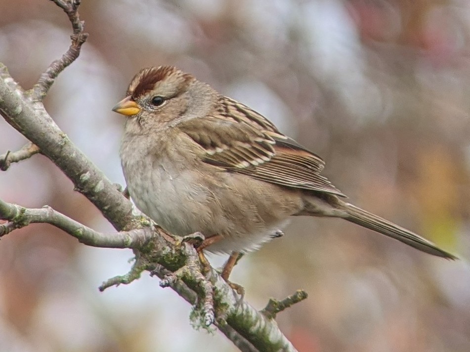 White-crowned Sparrow - Jerrmaine Treadwell