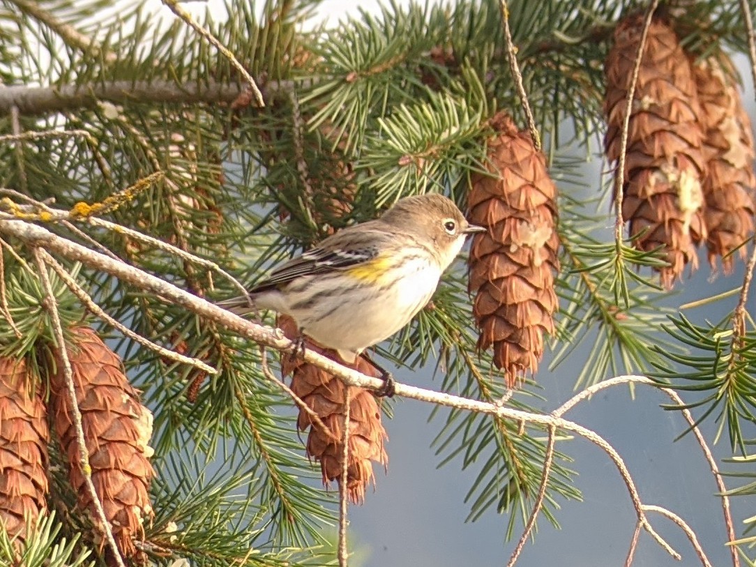 Yellow-rumped Warbler (Audubon's) - Jerrmaine Treadwell