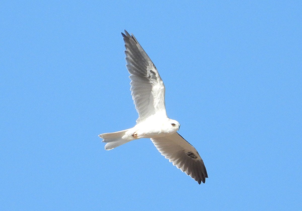 White-tailed Kite - Greg Cross