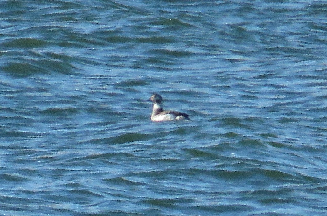 Long-tailed Duck - ML279468291