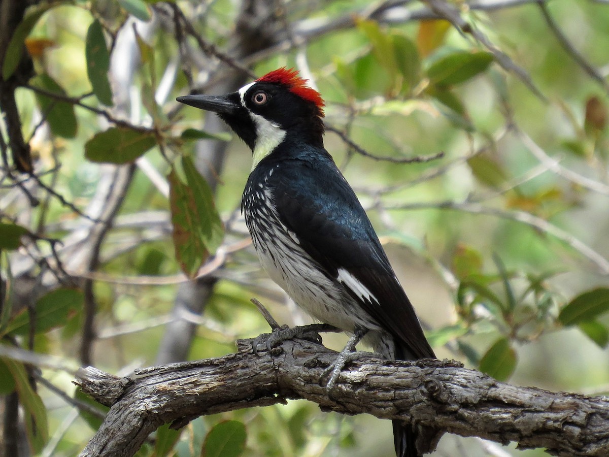 Acorn Woodpecker - Hans de Grys