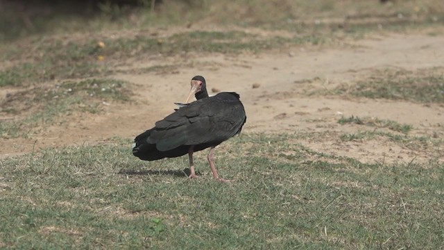 ibis tmavý - ML279471061