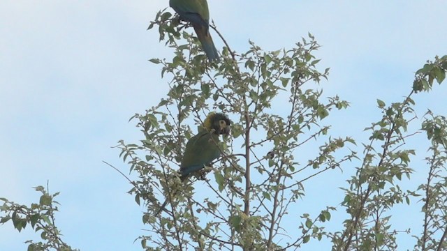 Yellow-collared Macaw - ML279471811
