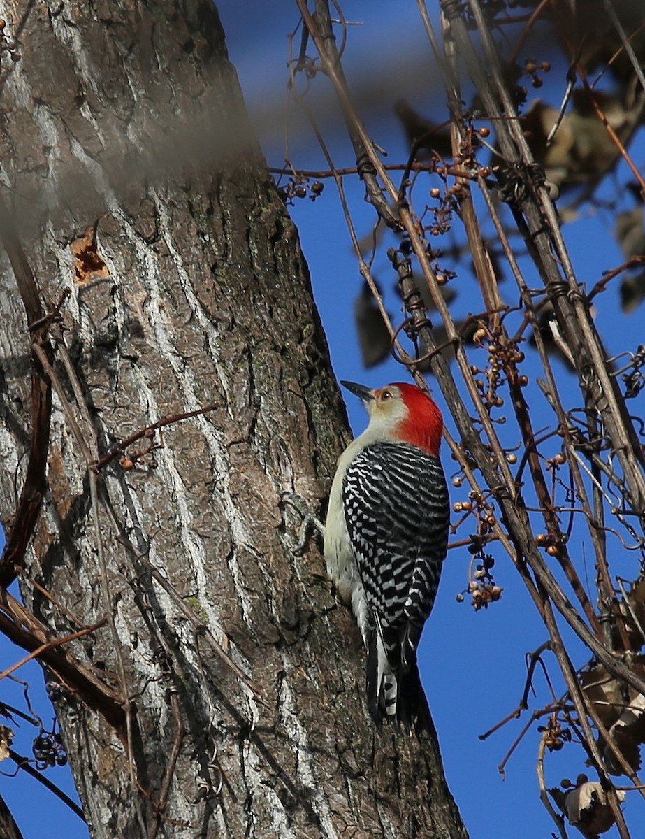 Red-bellied Woodpecker - Yves Dugré