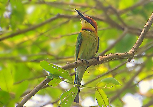 Chestnut-headed Bee-eater - Santanu Chatterjee