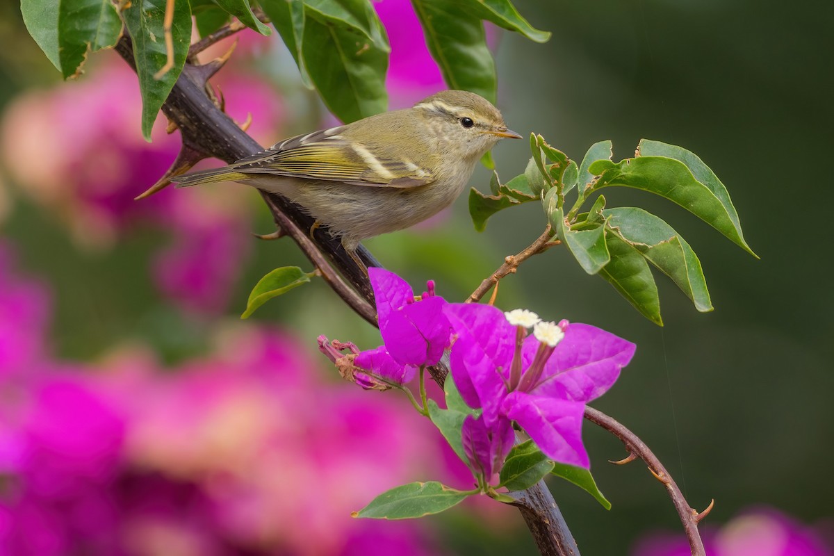 Yellow-browed Warbler - ML279483351