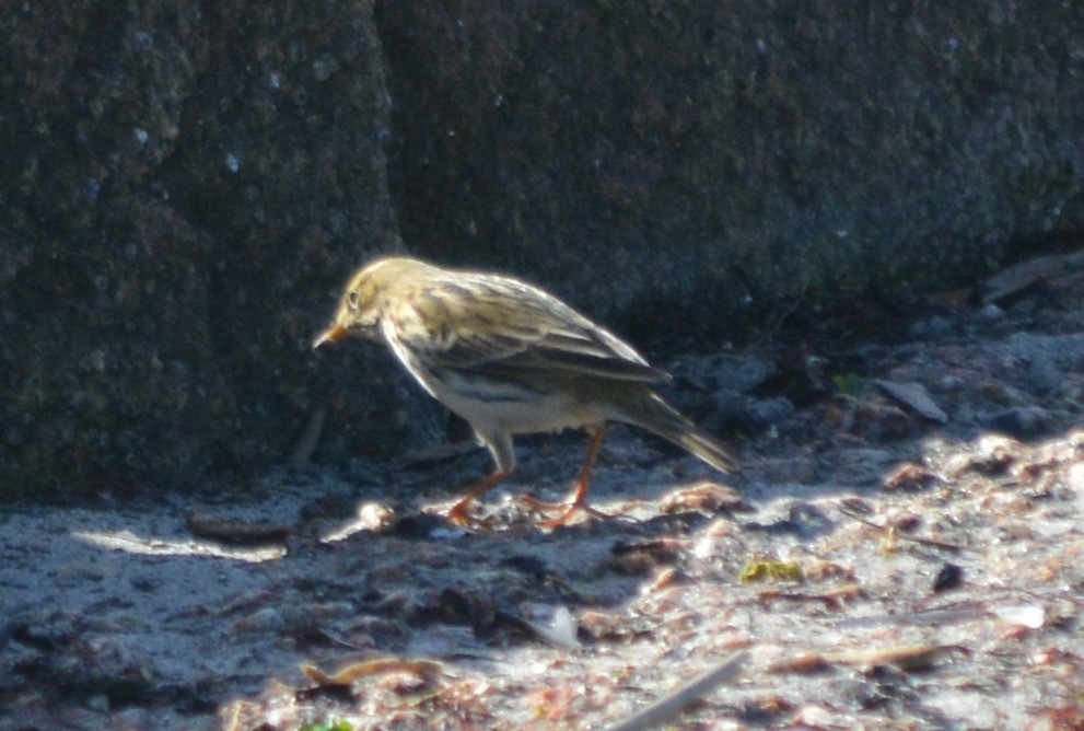 Meadow Pipit - ML279490841