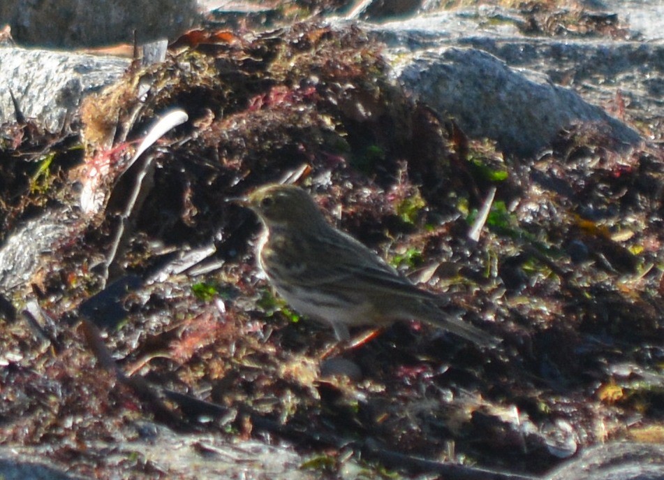 Meadow Pipit - ML279491241