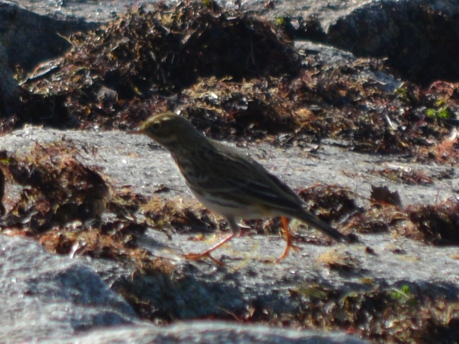 Meadow Pipit - ML279491431