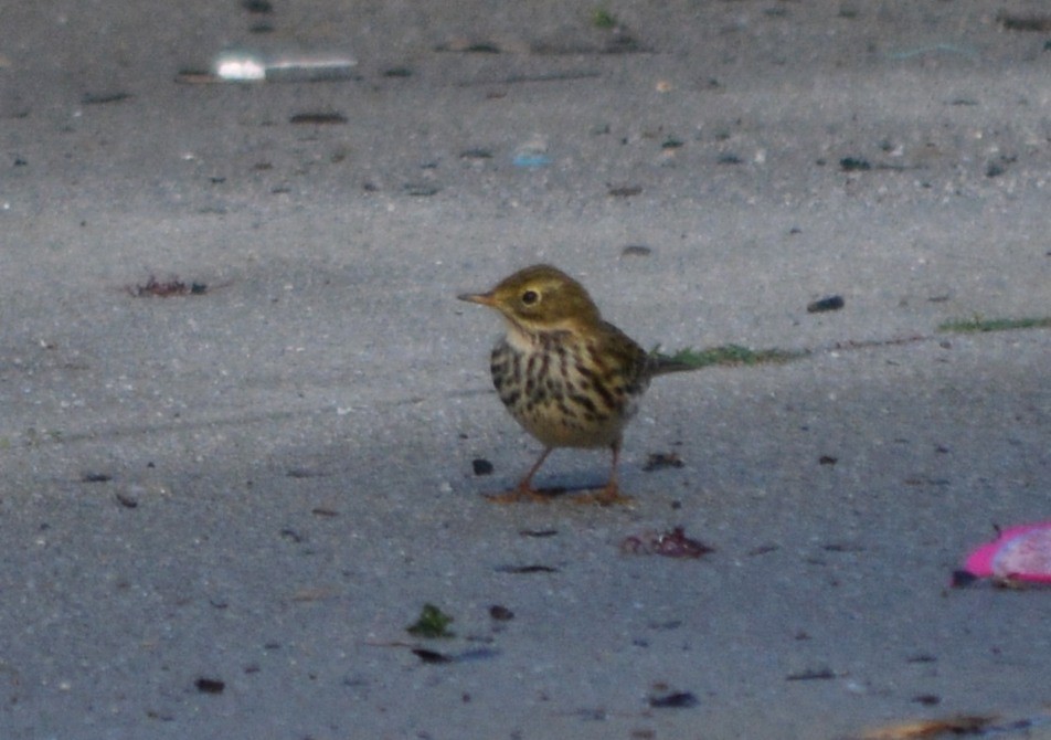 Meadow Pipit - ML279491571
