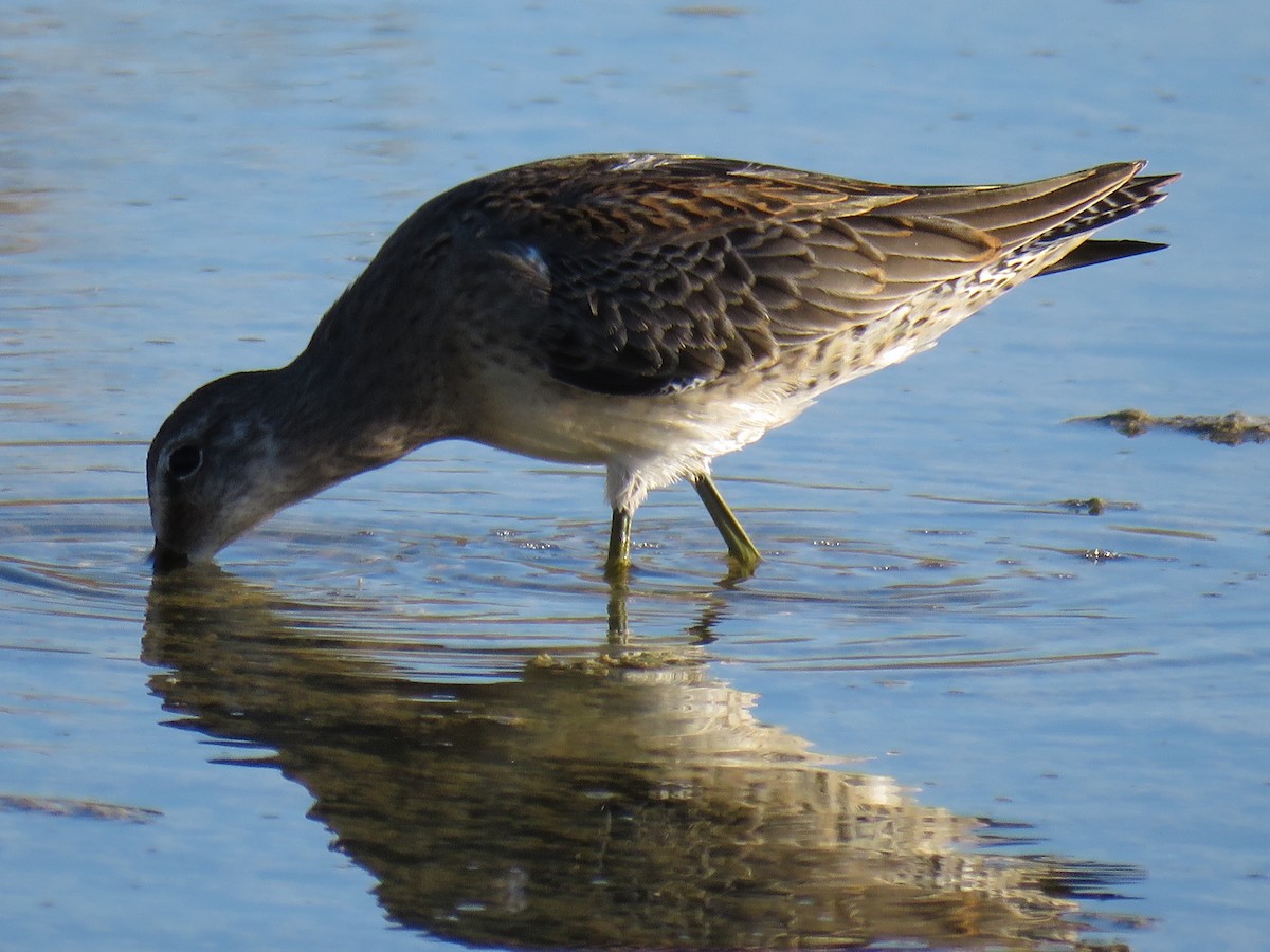 Long-billed Dowitcher - ML279492161
