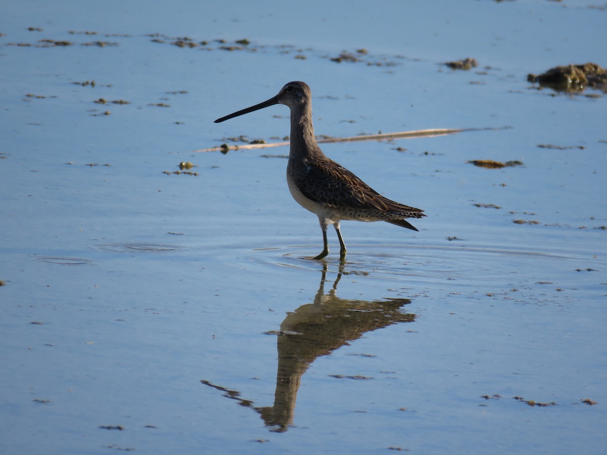 Long-billed Dowitcher - ML279492171