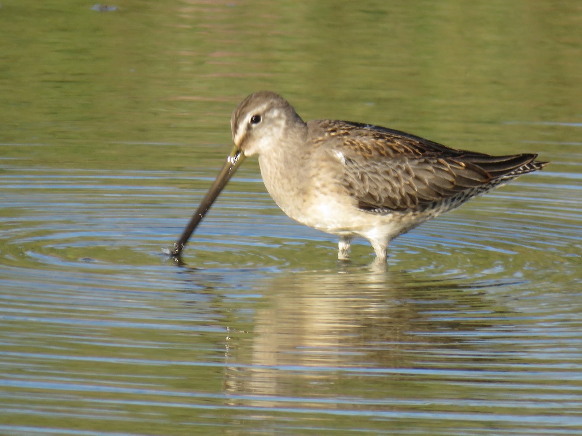 Long-billed Dowitcher - Tod Reeder