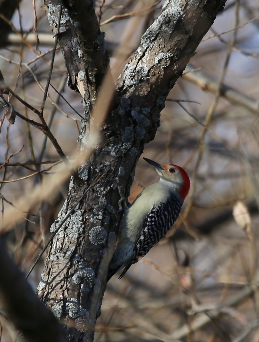 Red-bellied Woodpecker - ML279492471