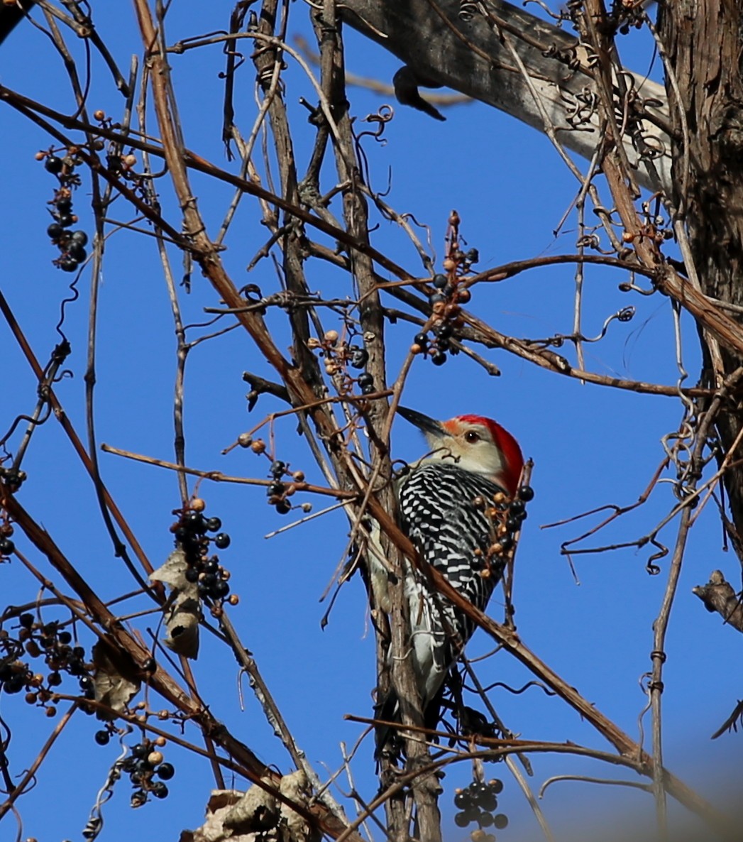 Red-bellied Woodpecker - ML279492621