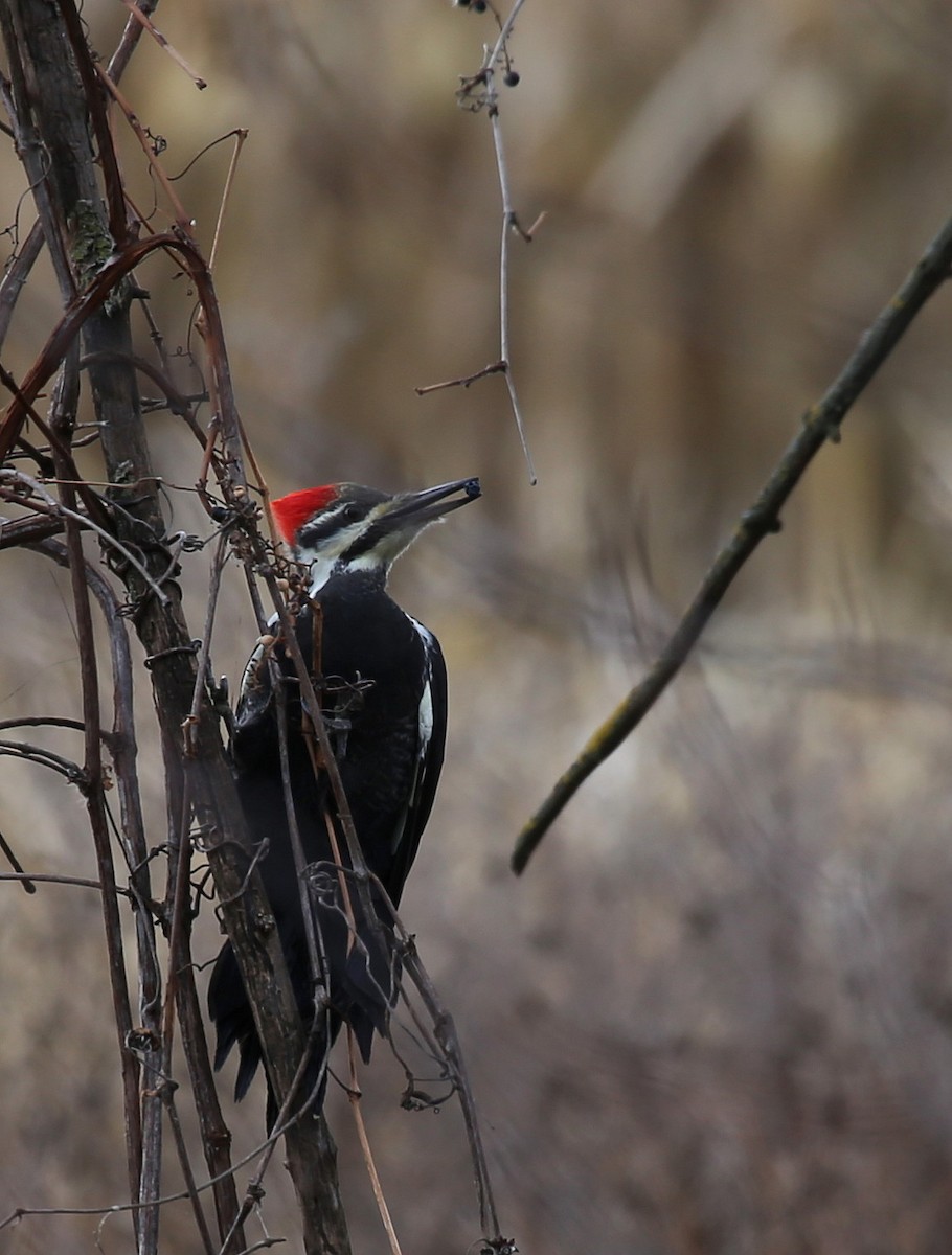 Pileated Woodpecker - ML279492801