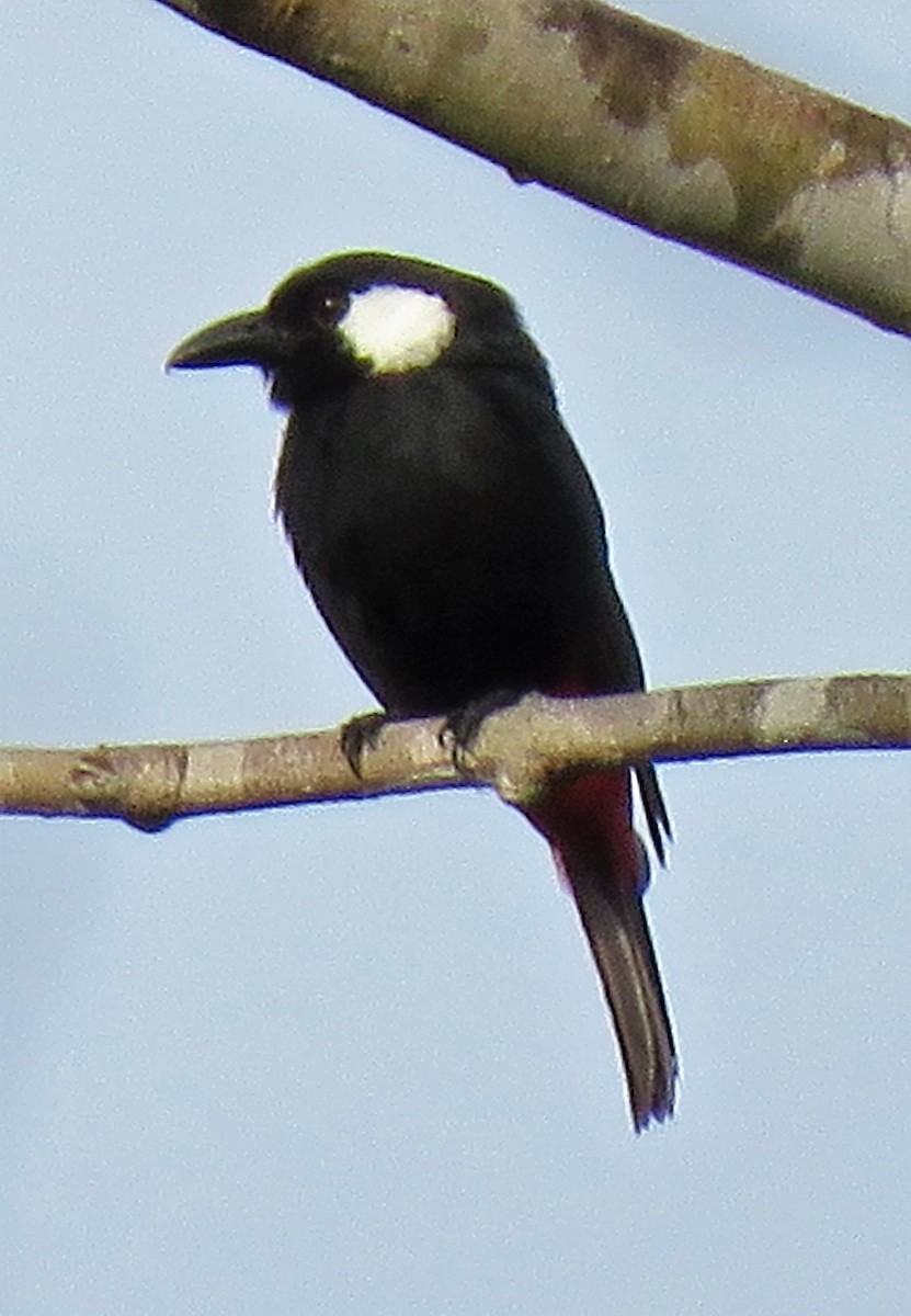 Lowland Peltops - ML279496611