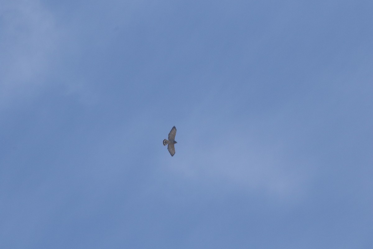 Broad-winged Hawk - ML279498561