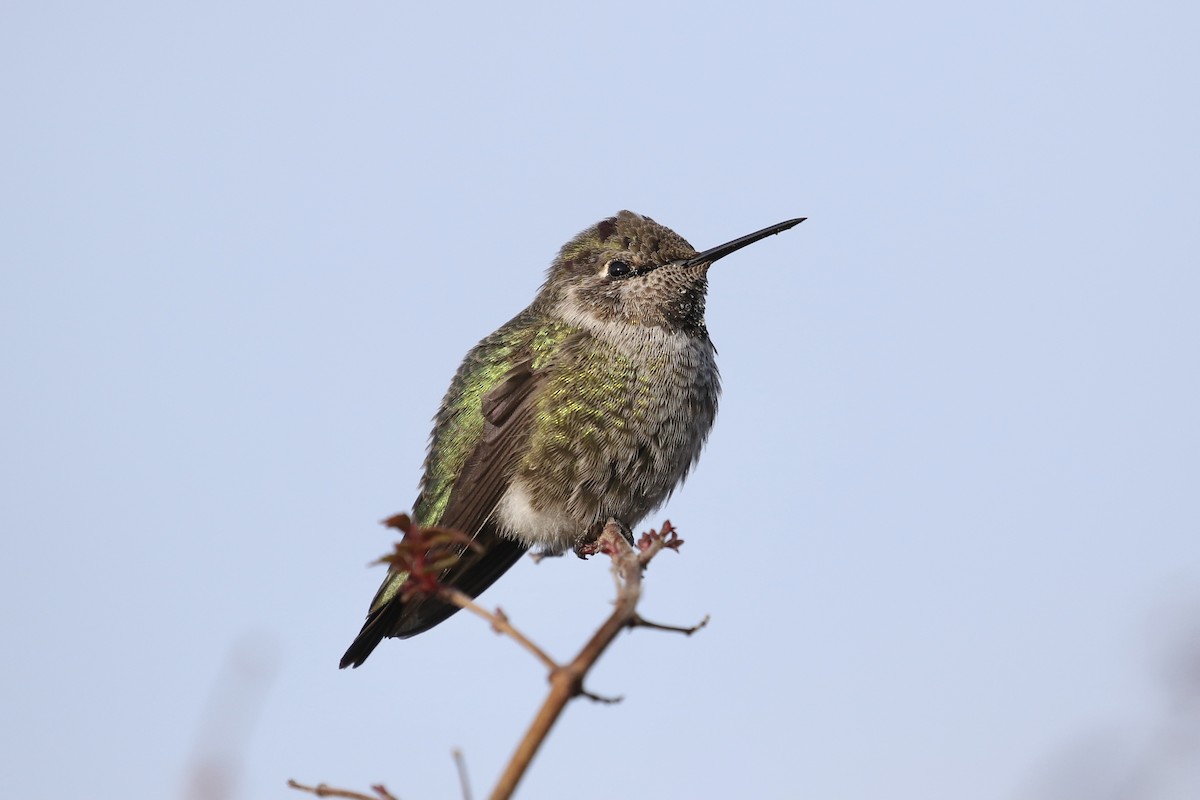 Anna's Hummingbird - Russ Morgan